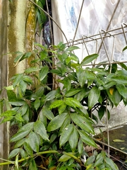 Dracaena surculosa