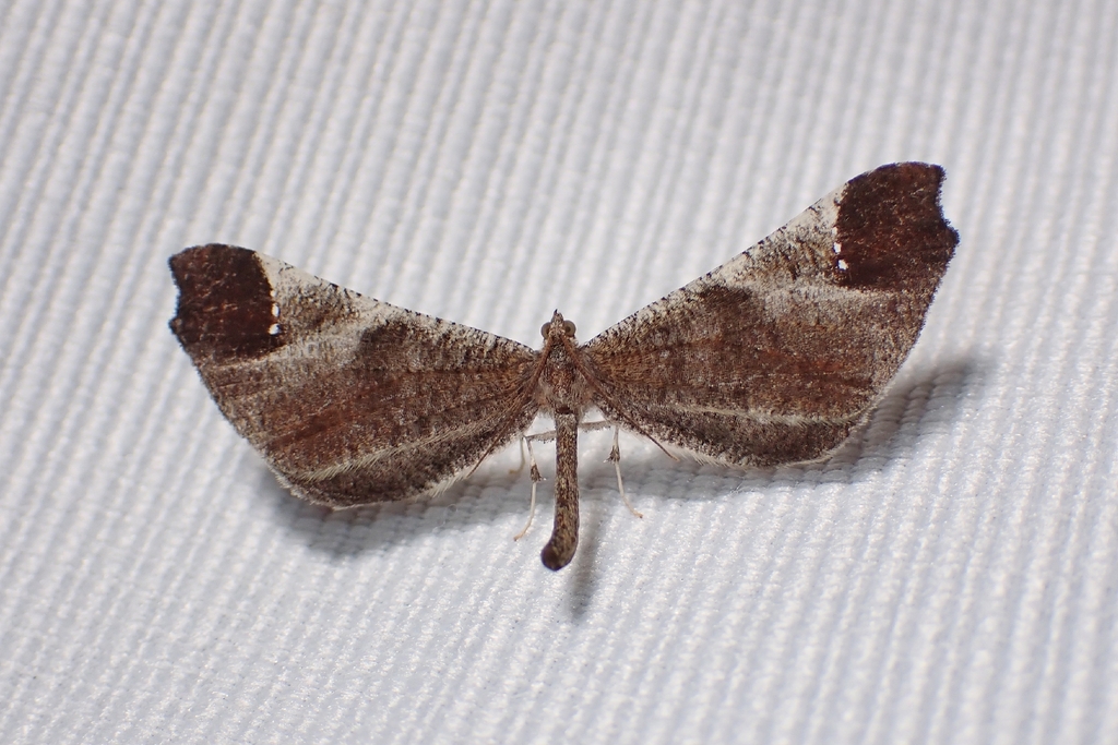 Macrosoma albistria