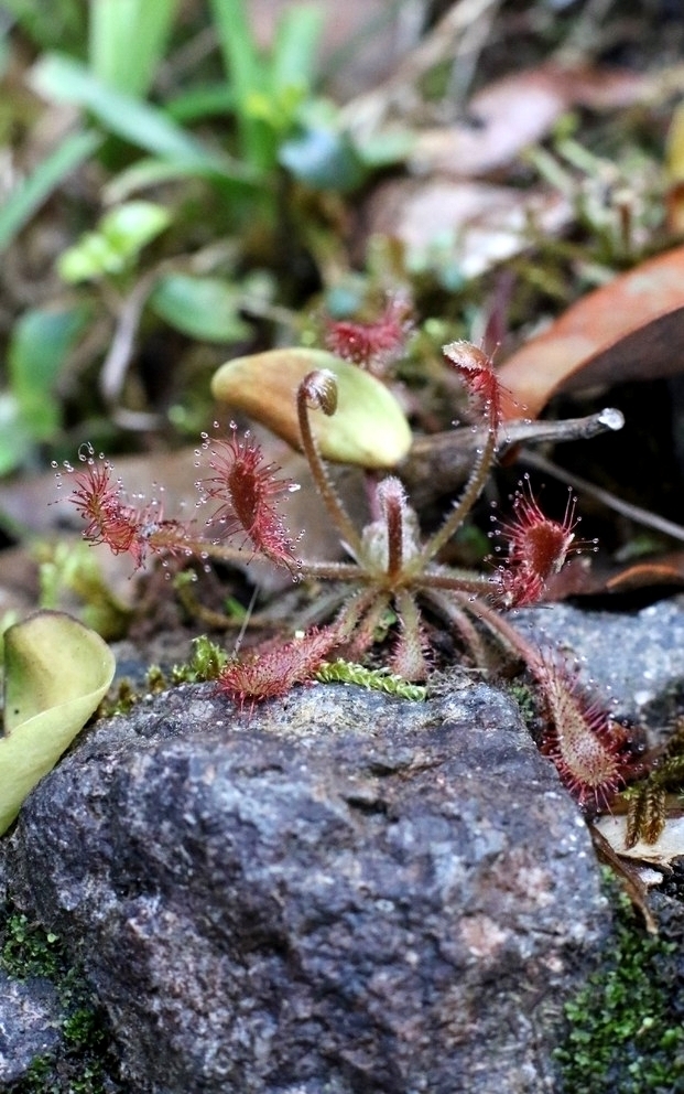 Drosera oblanceolata, Lantau Island