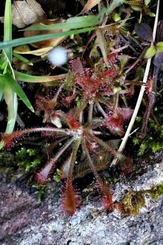 Drosera oblanceolata