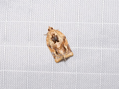 Adoxophyes privatana