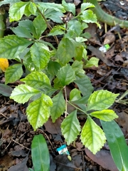 Acalypha siamensis
