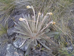 Espeletia boyacensis