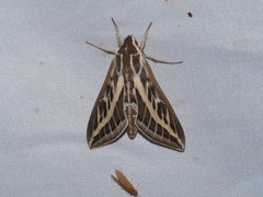 Hyles livornicoides