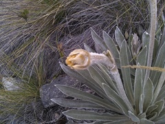 Espeletia boyacensis