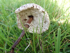 Macrolepiota