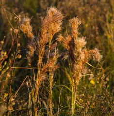 Andropogon glomeratus
