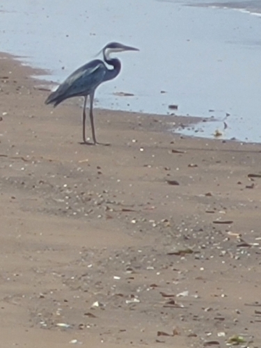 Black-headed Heron