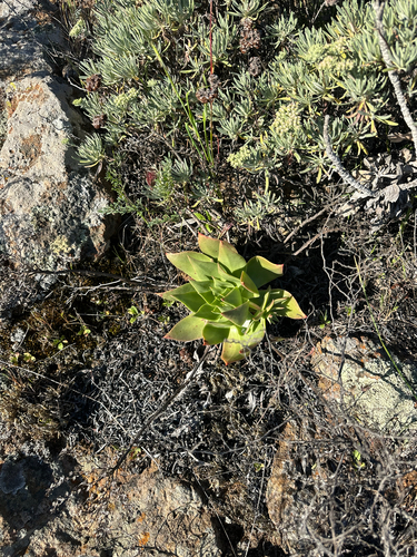 Dudleya candelabrum