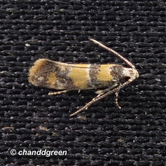 Promalactis lobatifera