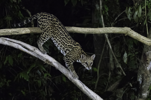 Ocelot (Leopardus pardalis), a lookalike recorded in Texas