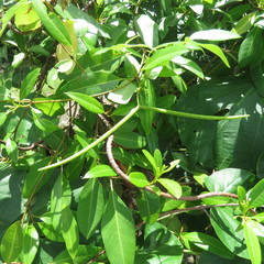 Gymnanthera oblonga