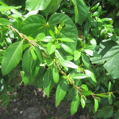 Gymnanthera oblonga