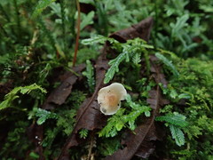 Filoboletus