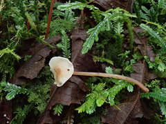 Filoboletus