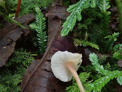 Filoboletus