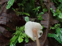 Filoboletus