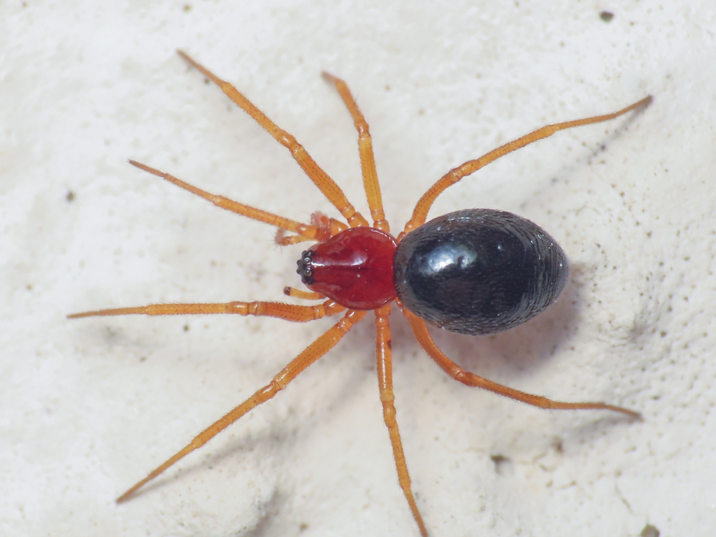 Gonatium biimpressum