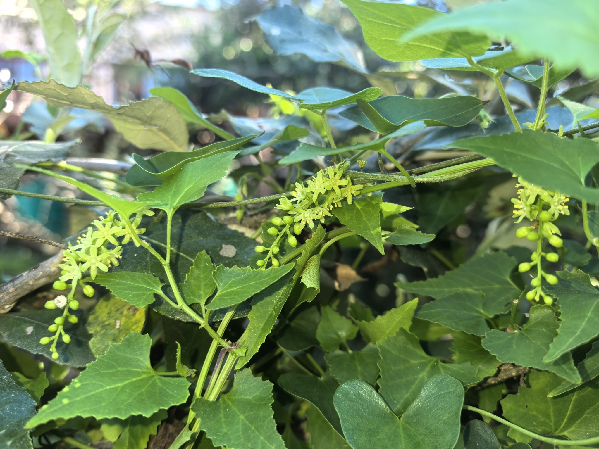 Imagem de Dioscorea sylvatica