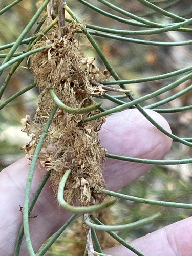 Melaleuca teretifolia, photograph 1