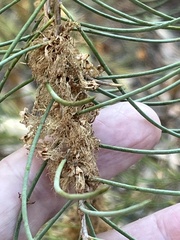 (c) Rob Beattie, some rights reserved (CC BY) Melaleuca teretifolia, photograph (c) Rob Beattie, some rights reserved (CC BY)