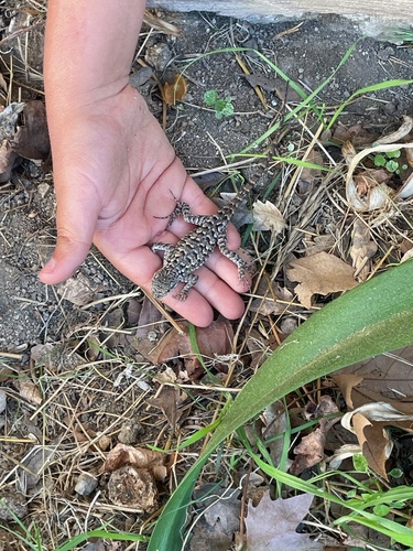 iNaturalist observation photo of Western Fence Lizard