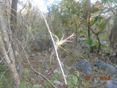 Tillandsia achyrostachys