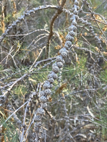Melaleuca teretifolia, photograph 2