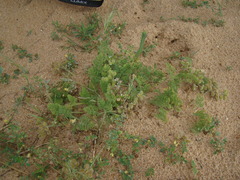 Daucus pumilus