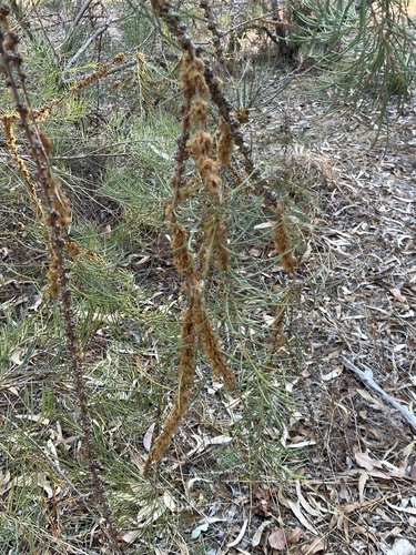 Melaleuca teretifolia, photograph 3
