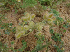 Daucus pumilus