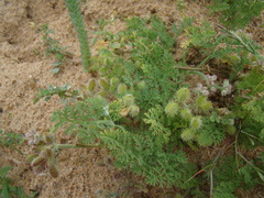 Daucus pumilus