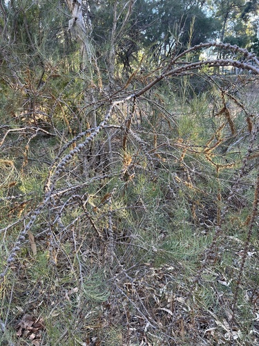 Melaleuca teretifolia, photograph 5