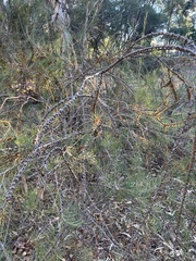 (c) Rob Beattie, some rights reserved (CC BY) Melaleuca teretifolia, photograph (c) Rob Beattie, some rights reserved (CC BY)