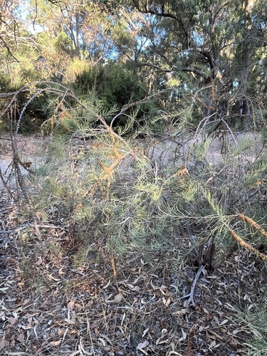 Melaleuca teretifolia, photograph 6