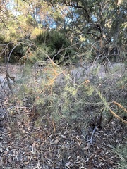 Melaleuca teretifolia, photograph (c) Rob Beattie, some rights reserved (CC BY)