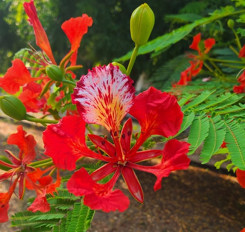 Flamboyant