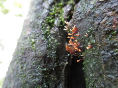 Nectria pseudotrichia