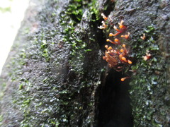 Nectria pseudotrichia