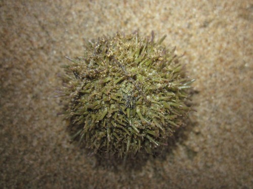 Green Sea Urchin, Wassenaar, NL-ZH, NL, photo 7 of 10