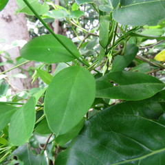 Vincetoxicum carnosum