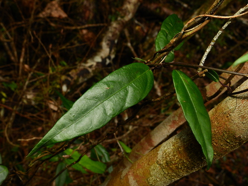 Thin-leaved Silkpod (Parsonsia induplicata)