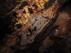 Eriopezia caesia