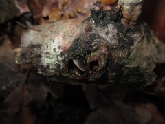 Resupinatus trichotis