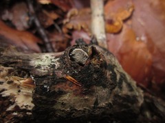 Resupinatus trichotis