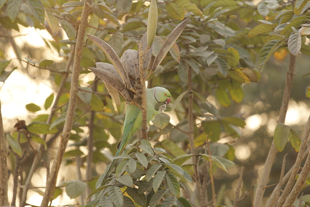 Rose-ringed Parakeet from INDALABELE, Karnataka 562107, India on March ...