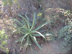 Agave kewensis