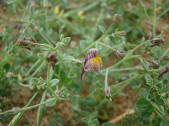 Linaria pedunculata
