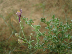 Linaria pedunculata