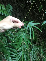 Bambusa pachinensis